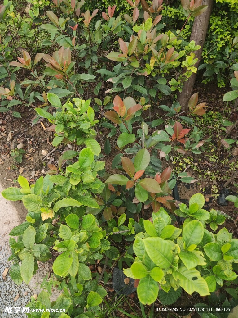 绿叶繁茂的植物景观