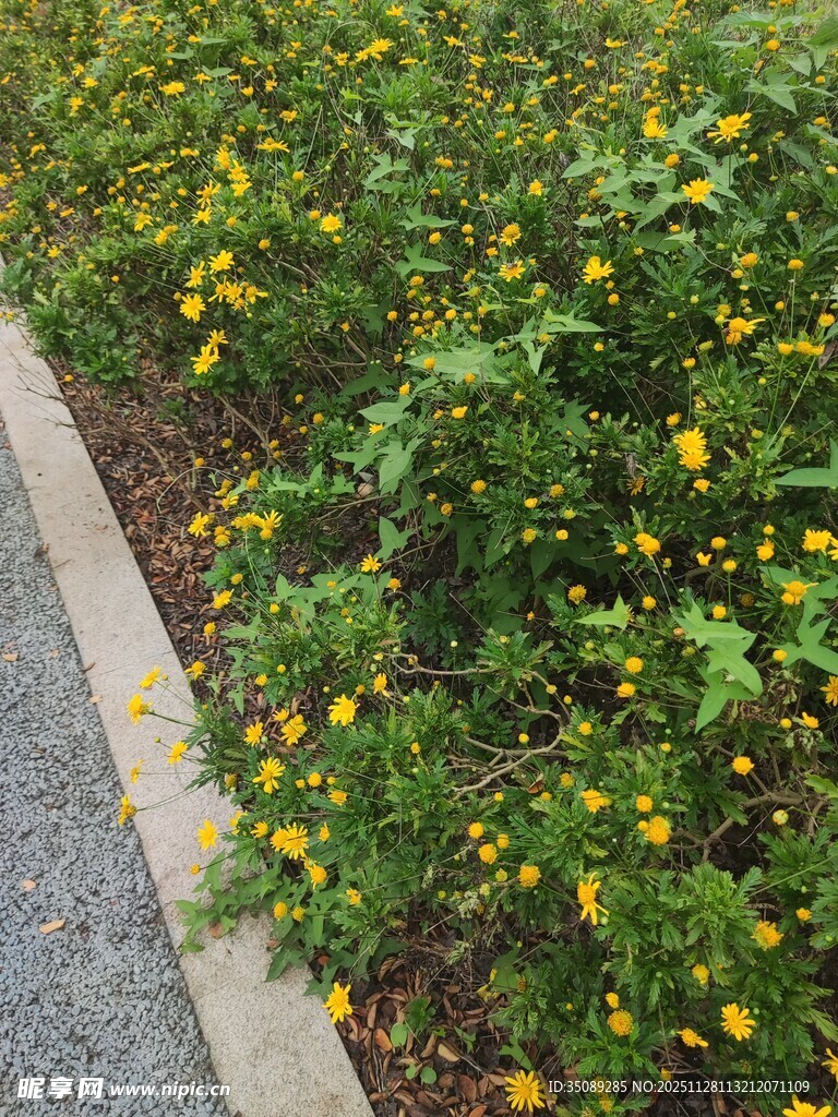 路边绽放的黄色小花
