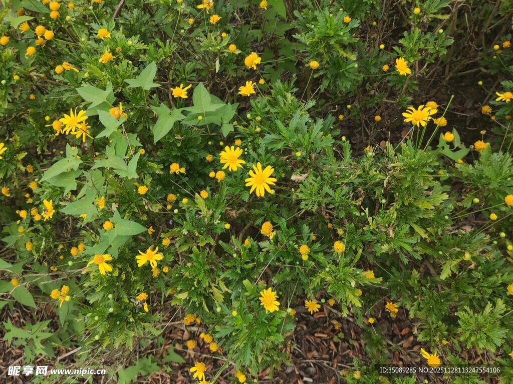 黄色小花绽放于绿叶间