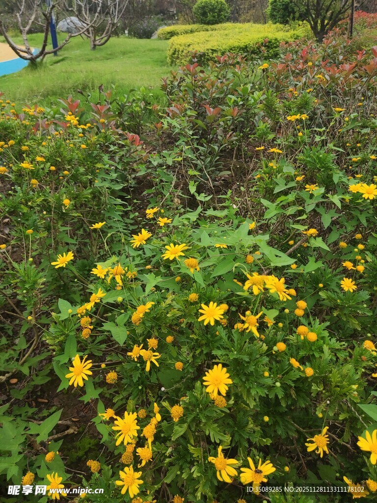 花园中绽放的鲜艳小黄花