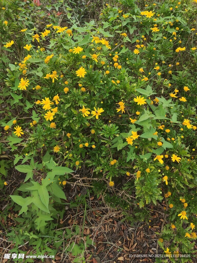 黄色小花绽放于绿叶间