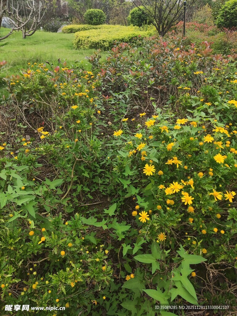 花园中的绚烂黄色花卉