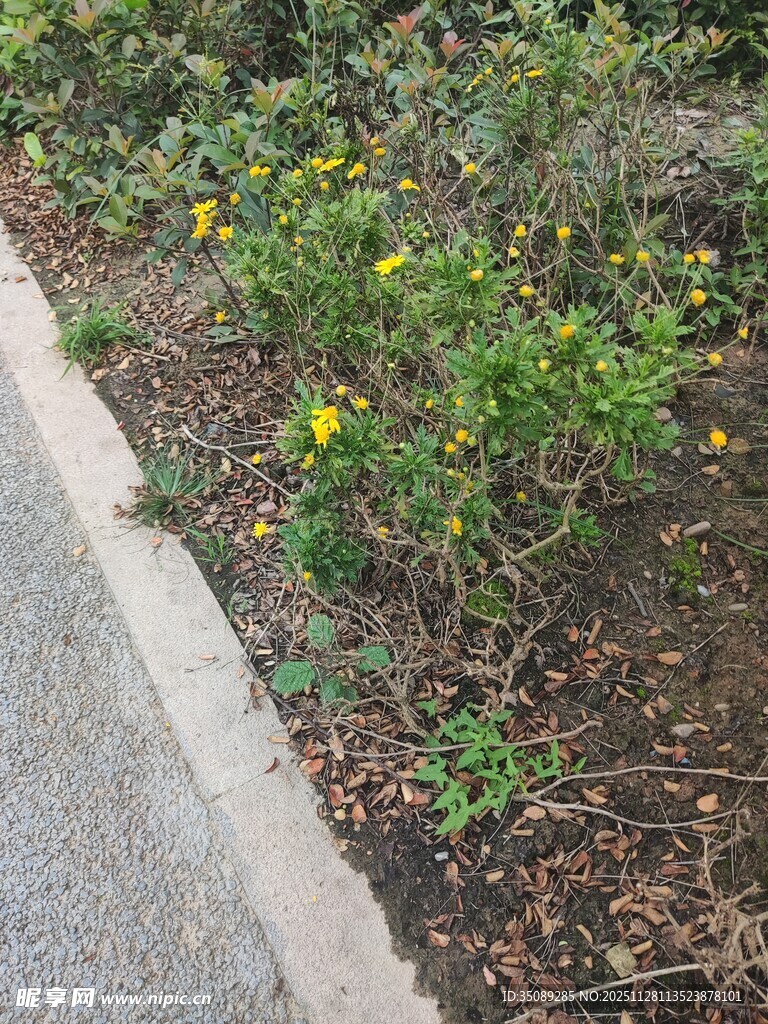 路边绽放的黄色小花