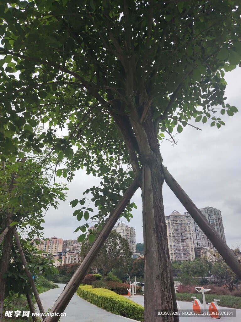 树木支撑稳固城市绿意景