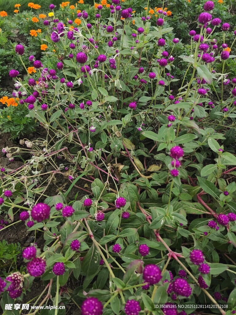 紫色花丛中的美丽景致