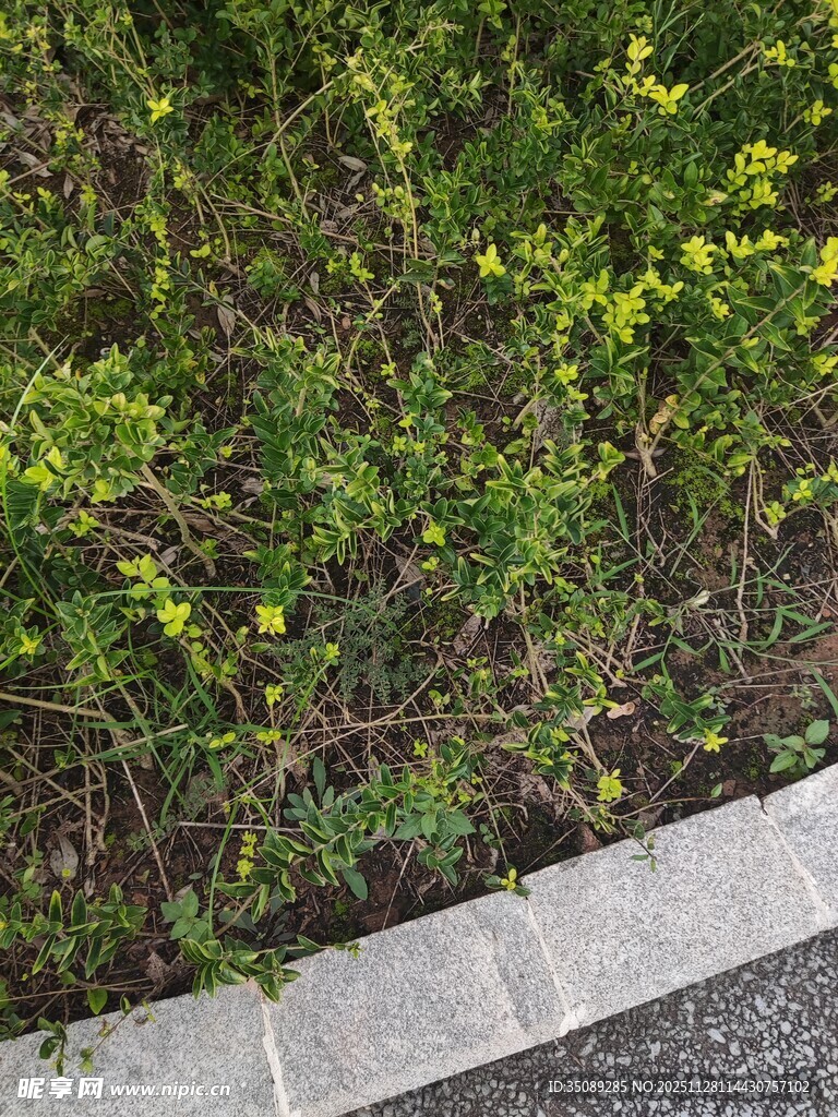 路边绿植与黄色小花