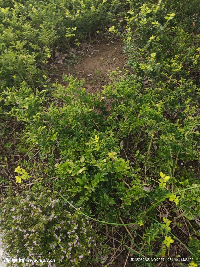 林间小径绿意盎然的自然景