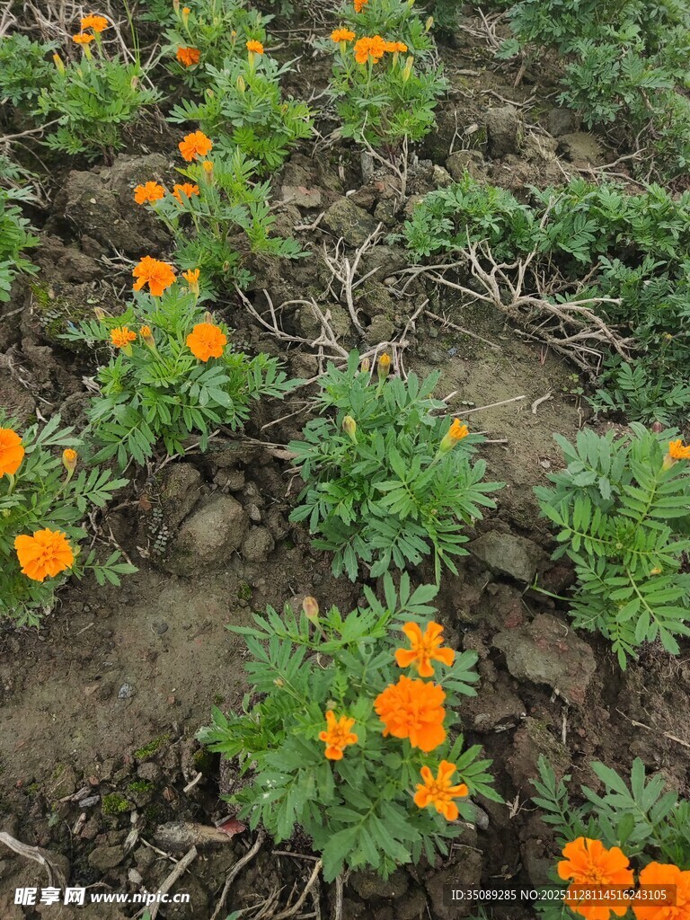 田间绽放的橙色小花
