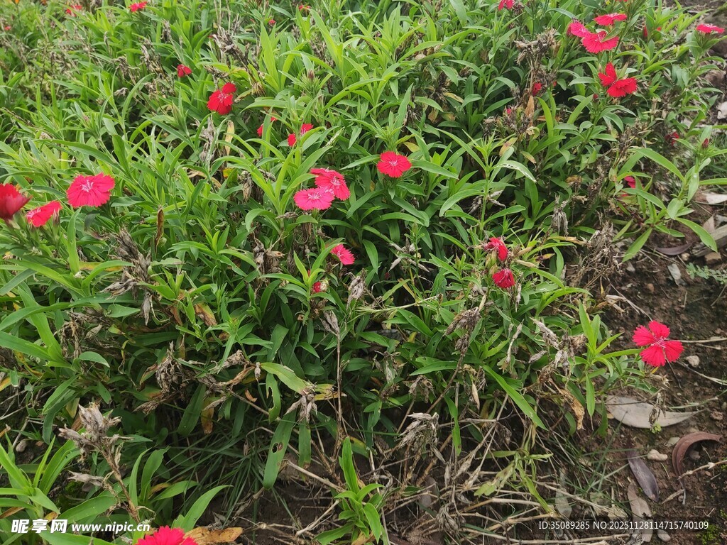 花丛中的艳丽红色小花