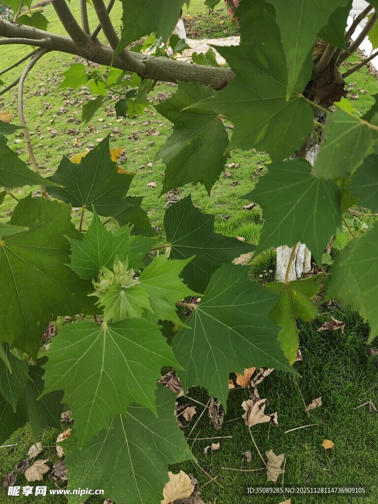 绿叶繁茂的植物景象
