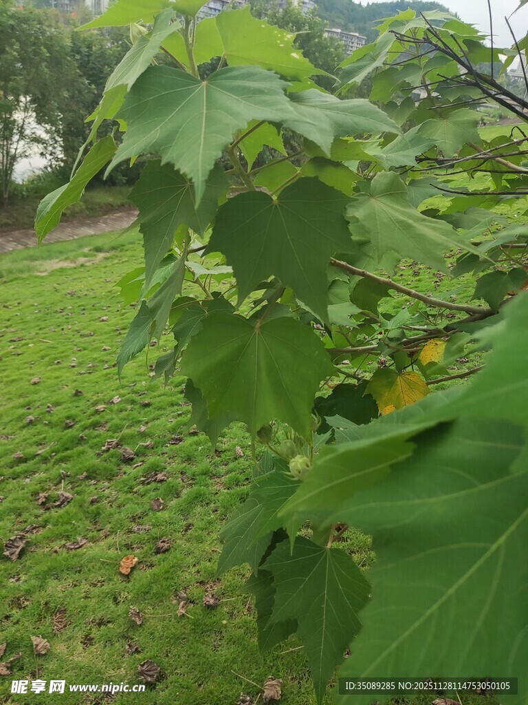 绿叶繁茂的田园植物景象
