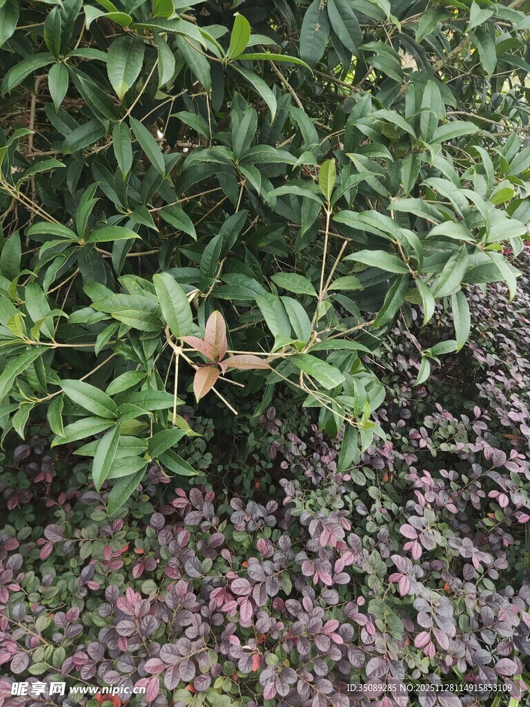 绿叶丛中蝴蝶停驻