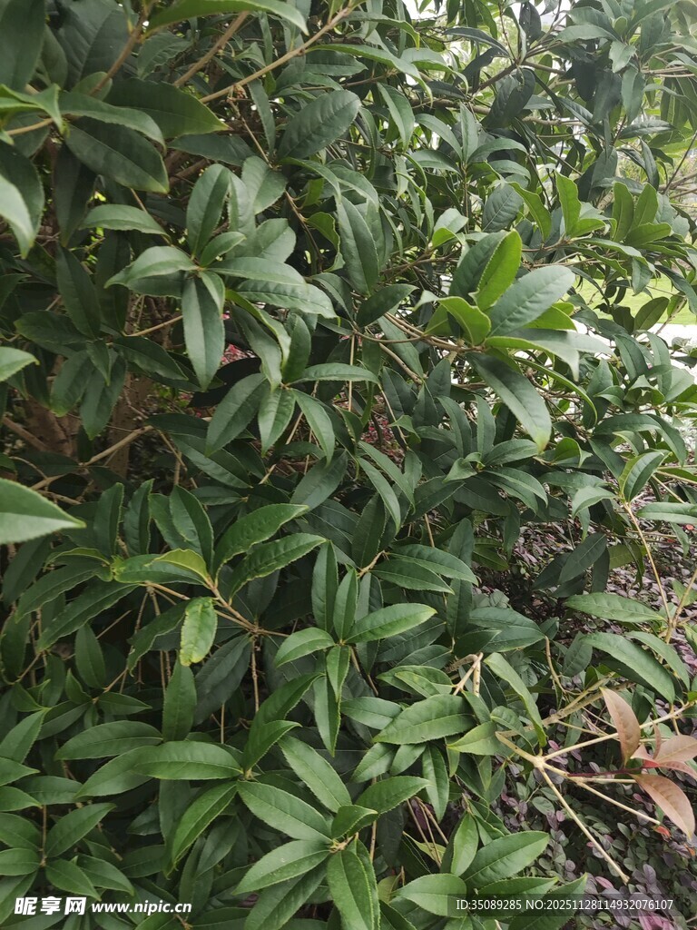 茂密绿植景观
