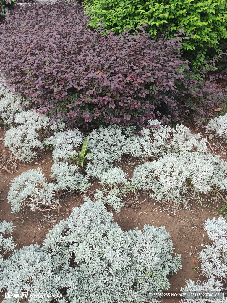 多彩地被植物景观