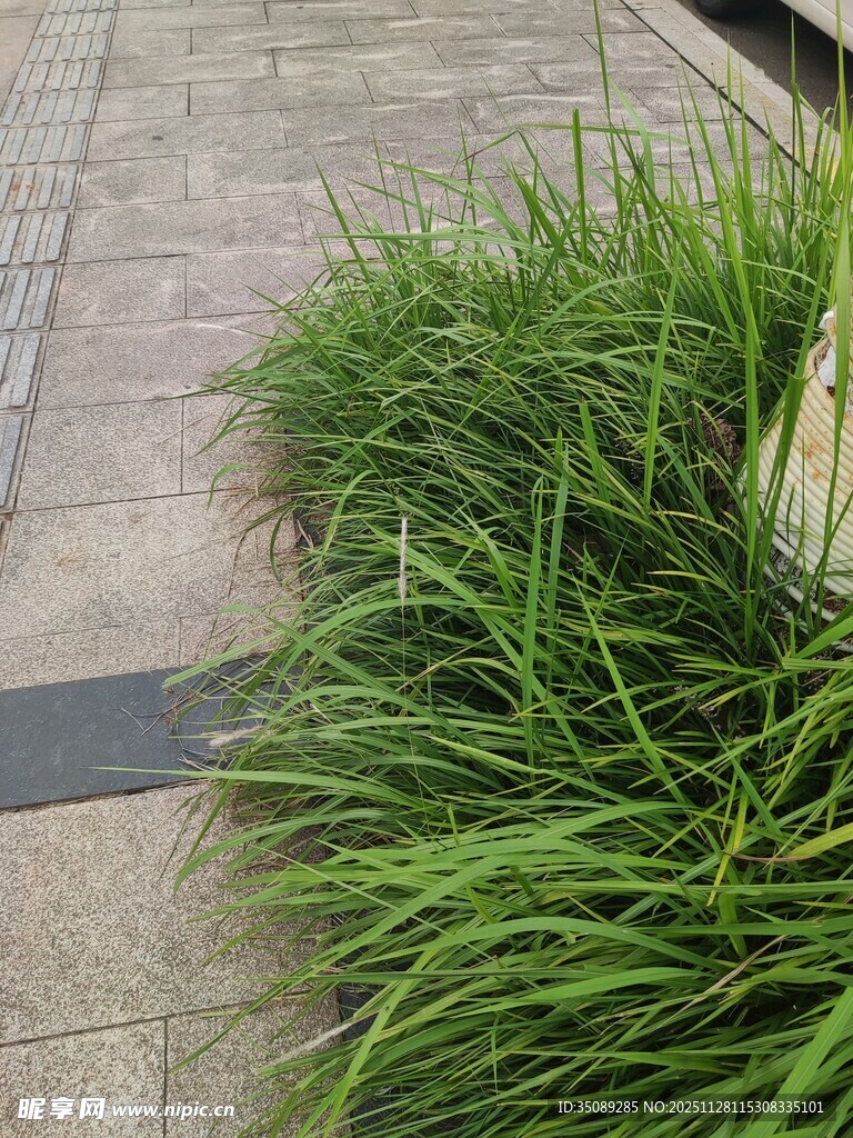 路边茂盛的绿色草丛