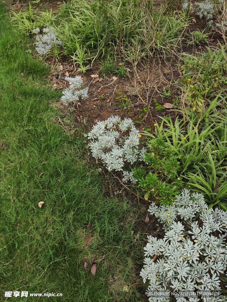 花园中多彩植物景观