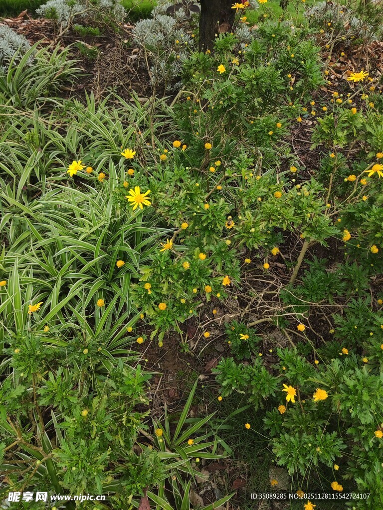 草丛中的黄色小花