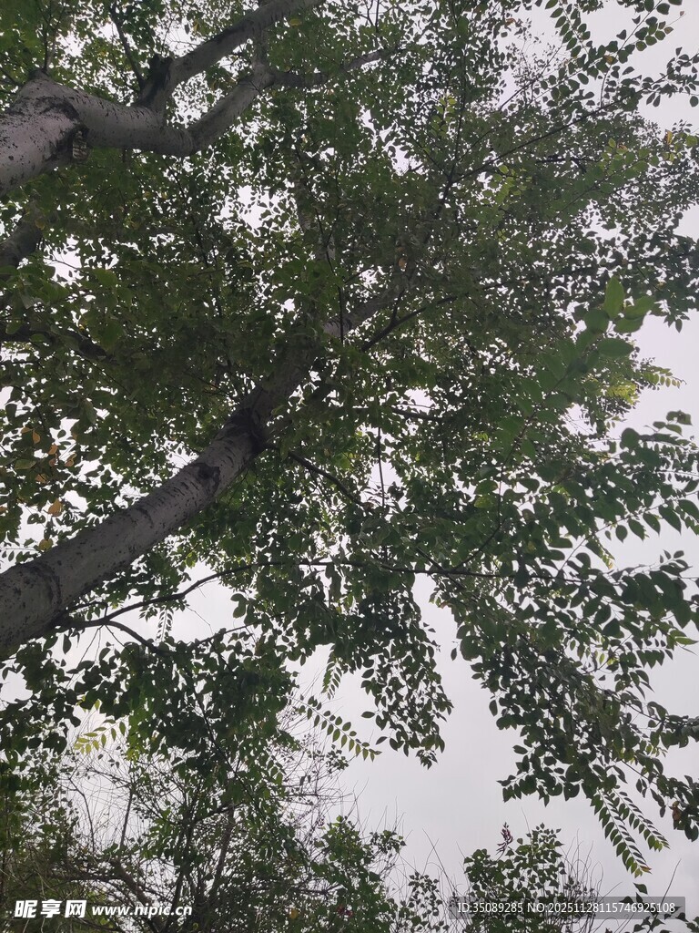 仰视视角下的繁茂绿树