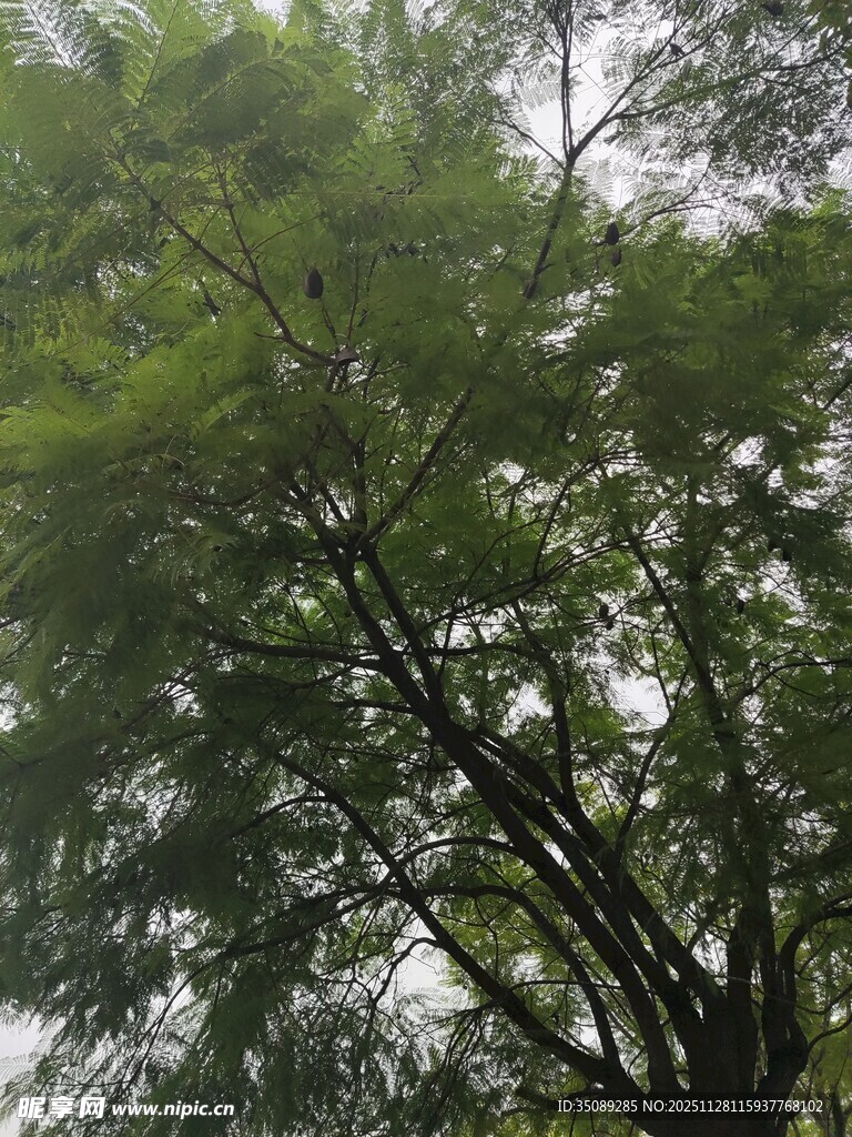 茂密葱郁的绿树树冠