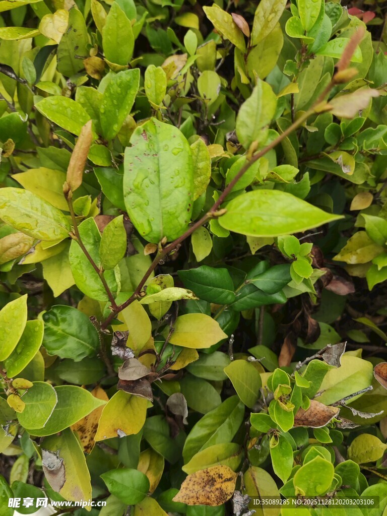 翠绿繁茂的植物叶片