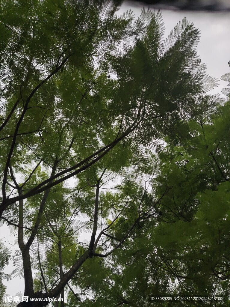 枝叶繁茂的绿树景观