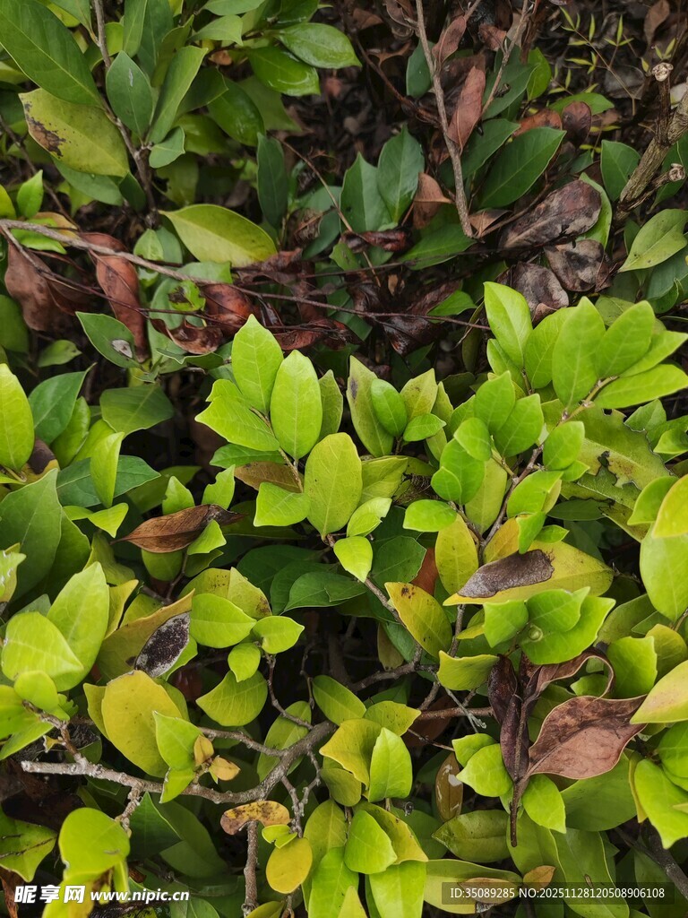 翠绿多彩的植物叶片