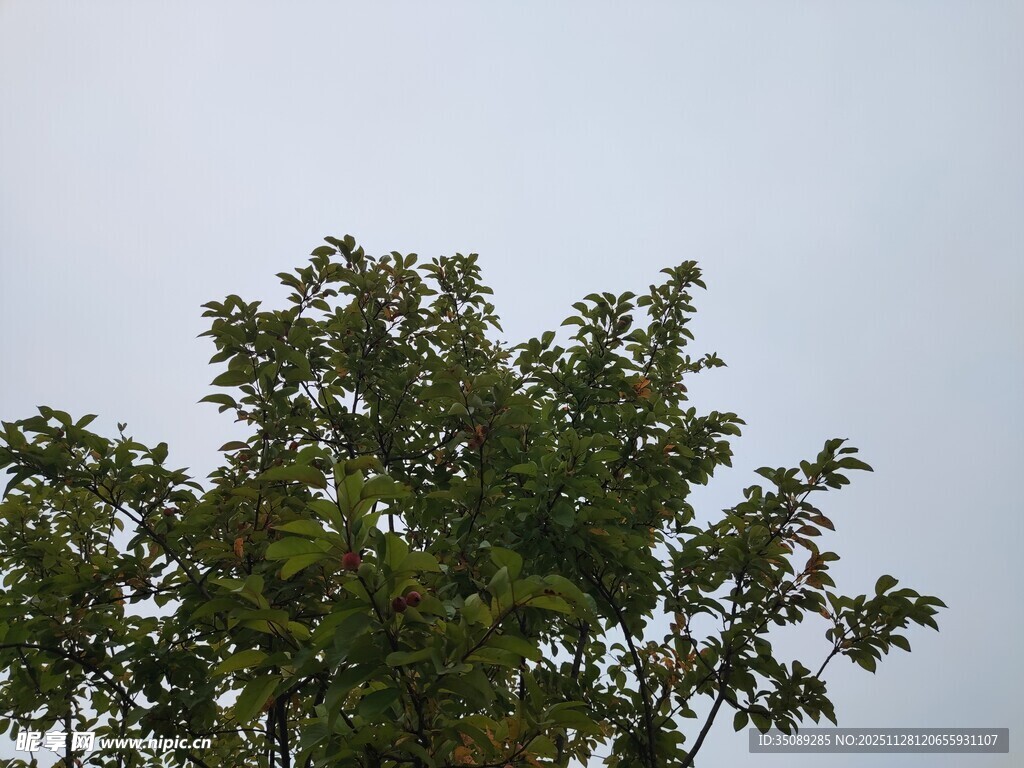 天空下的繁茂绿树