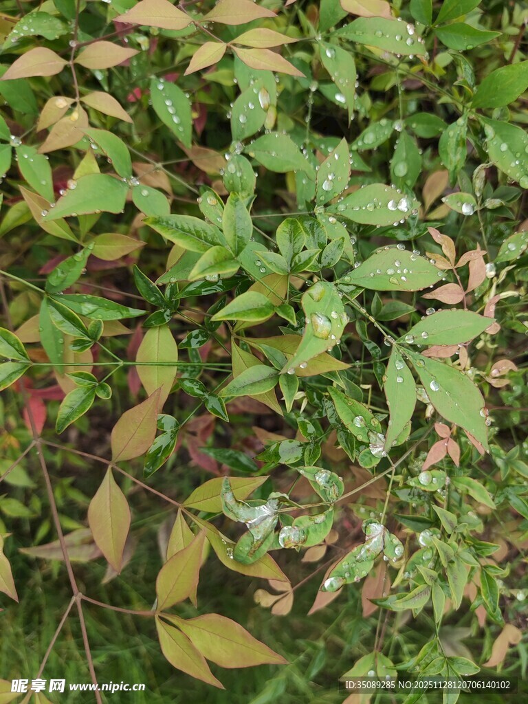 多彩叶片植物景观