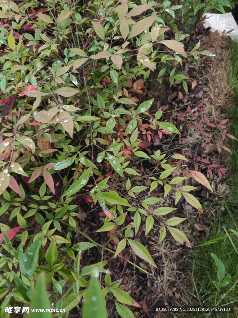 多彩叶片的植物景观