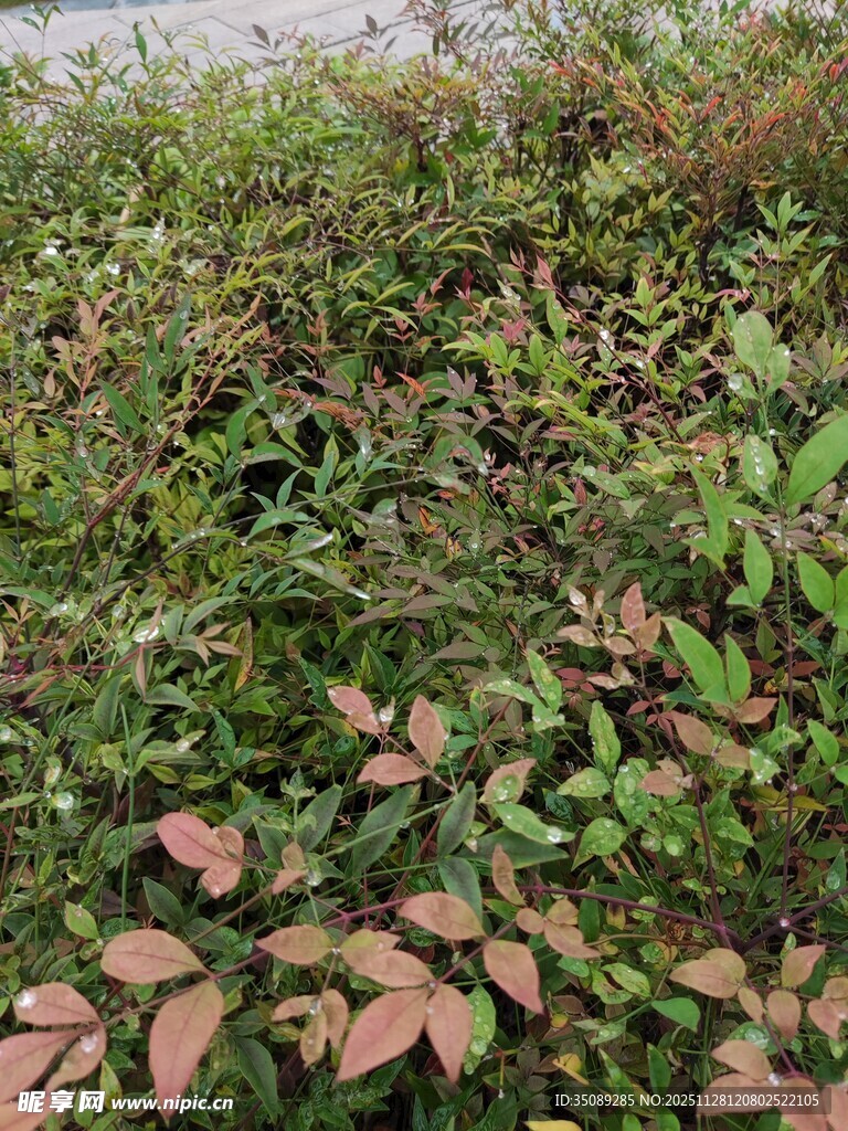 野外多彩绿植景观