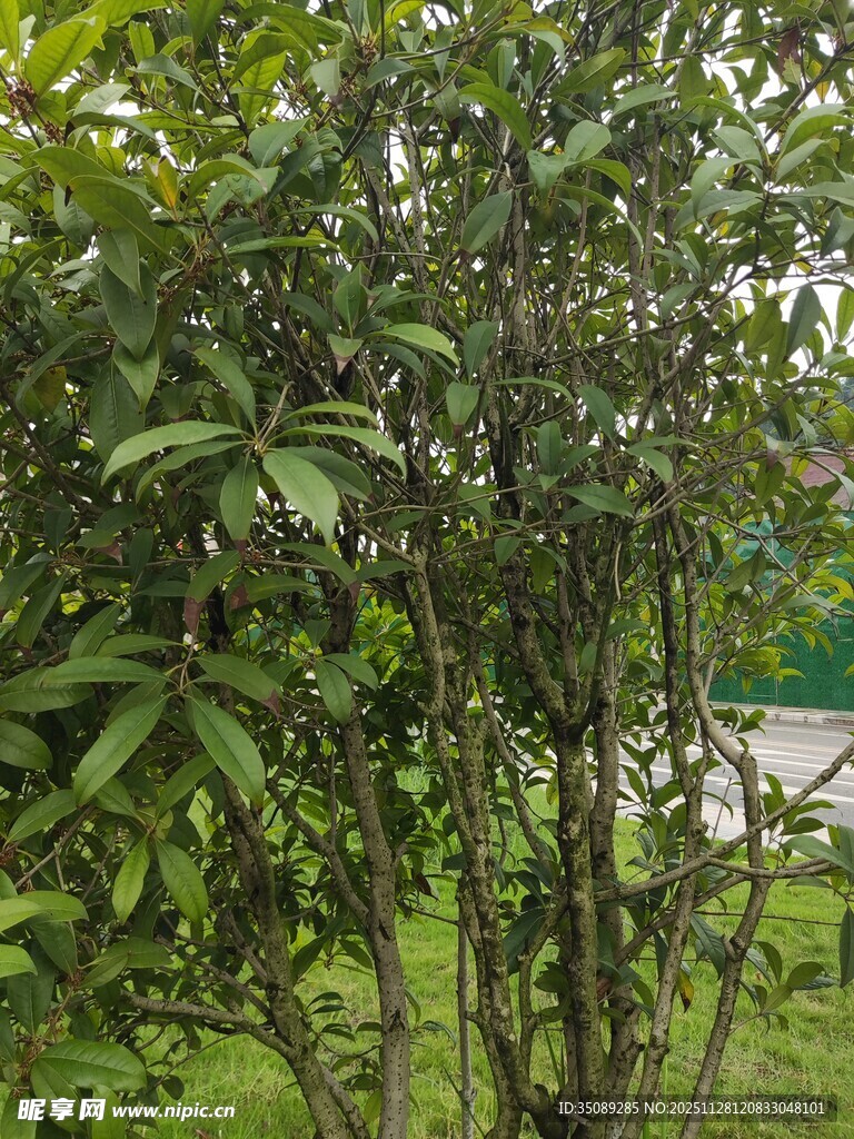 绿叶繁茂的灌木丛