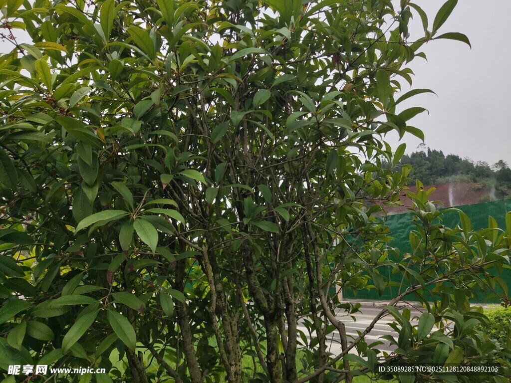 绿意盎然的繁茂植物景观