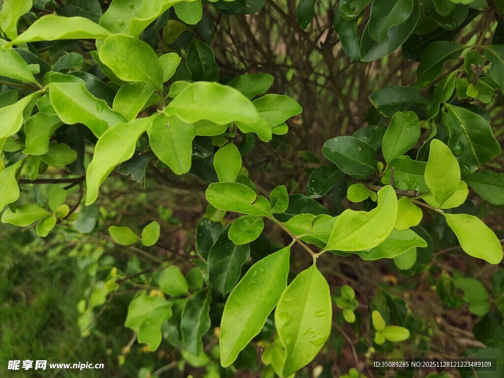 翠绿繁茂的植物枝叶