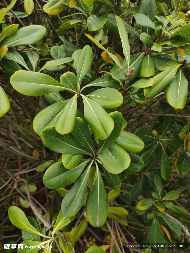 翠绿海桐叶特写