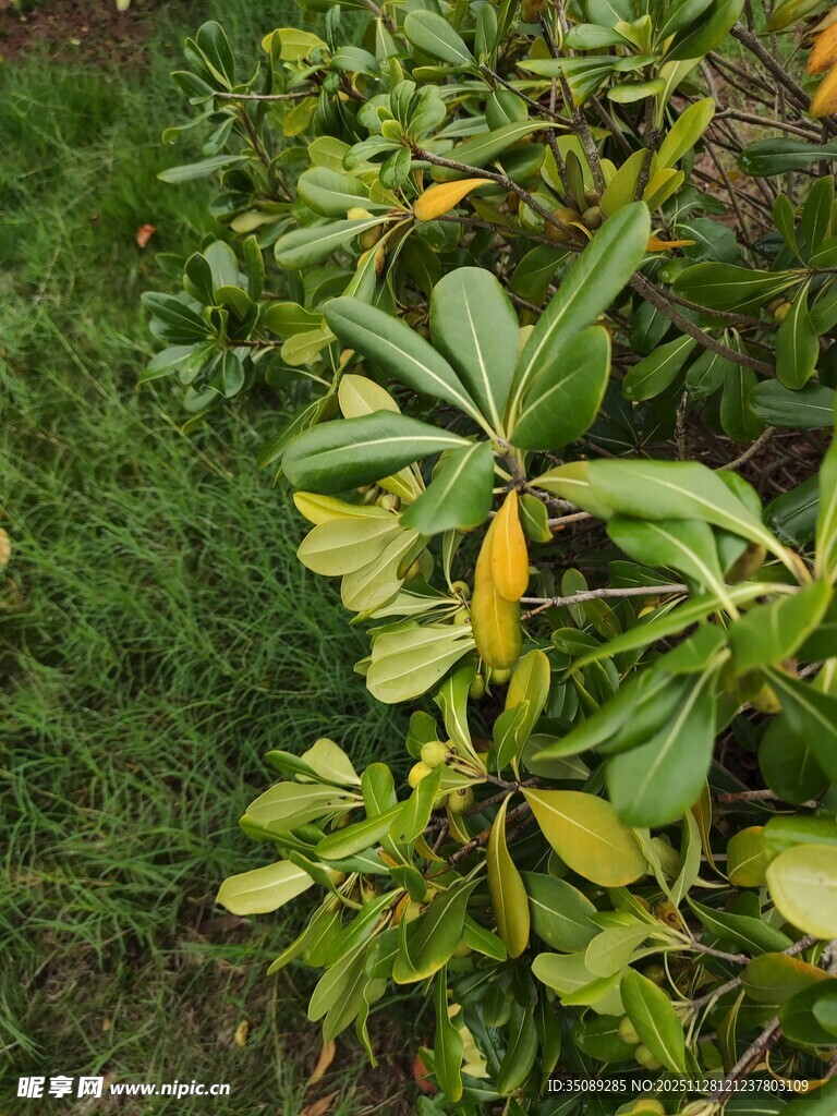 绿叶繁茂的植物景观