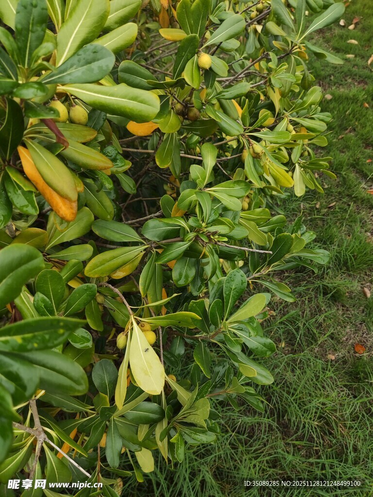 绿叶间的生机盎然景象