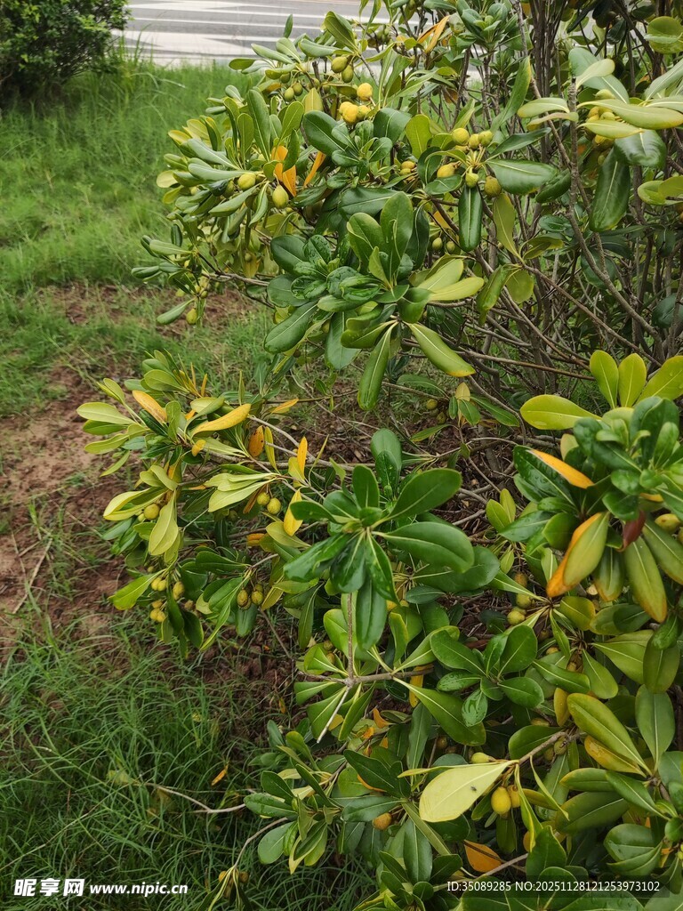 绿叶繁茂的灌木丛