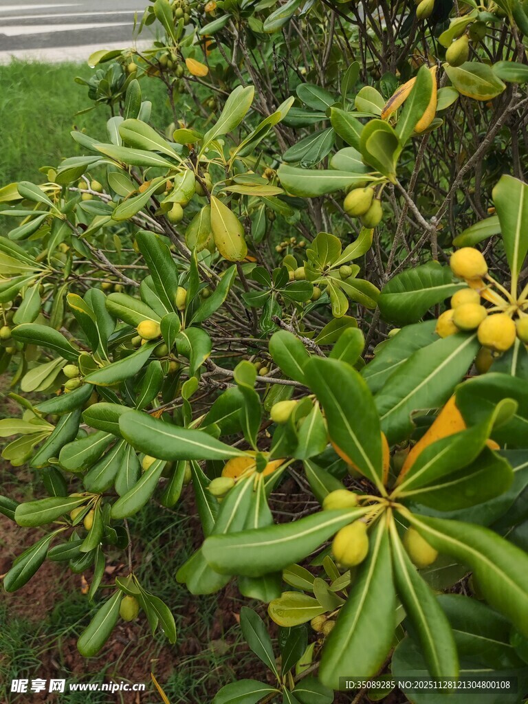 绿叶间绽放的黄色小花