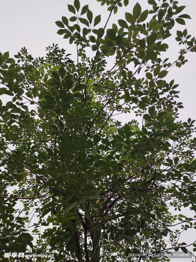 绿叶繁茂的树木