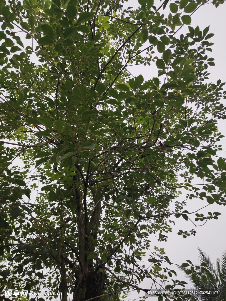 绿叶繁茂的树木景观