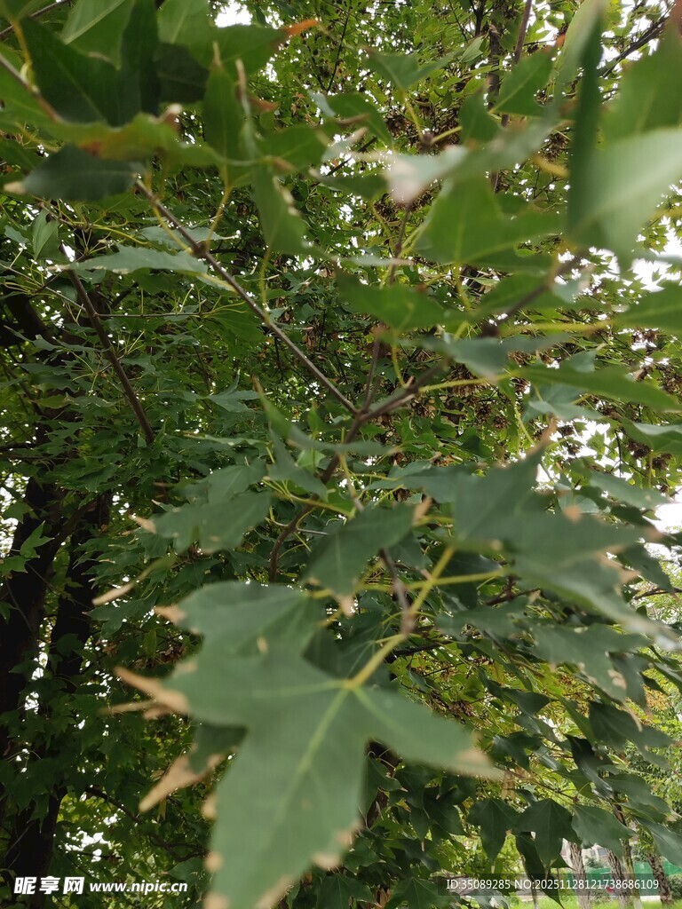 绿叶繁茂的树木景象