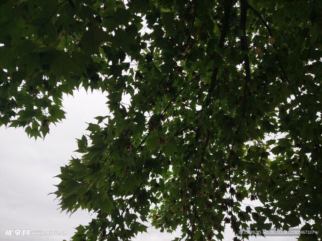 绿叶繁茂的树冠景象