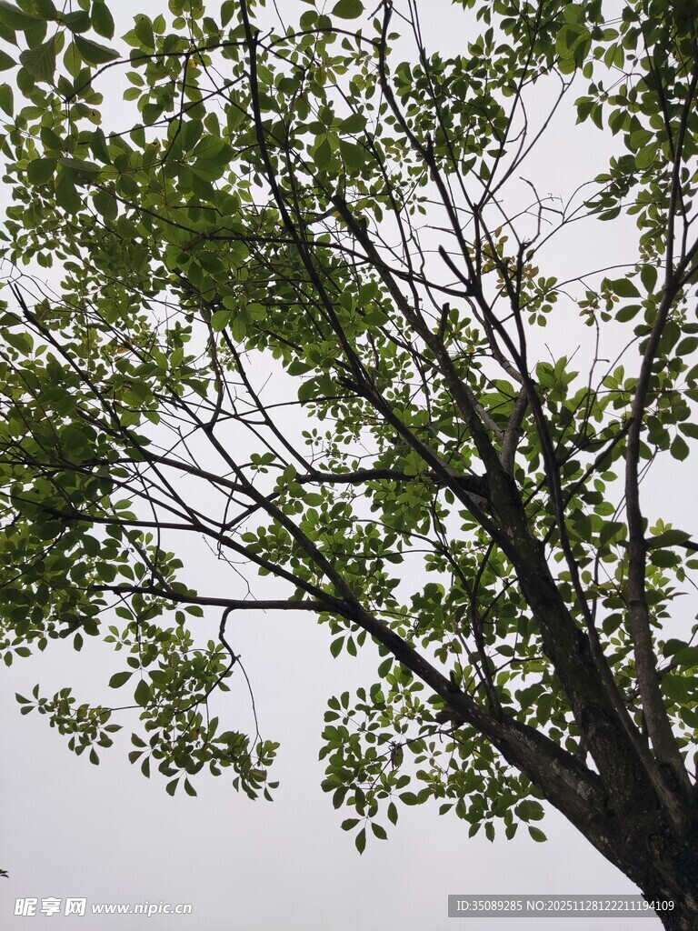 枝头绿叶映灰白天空