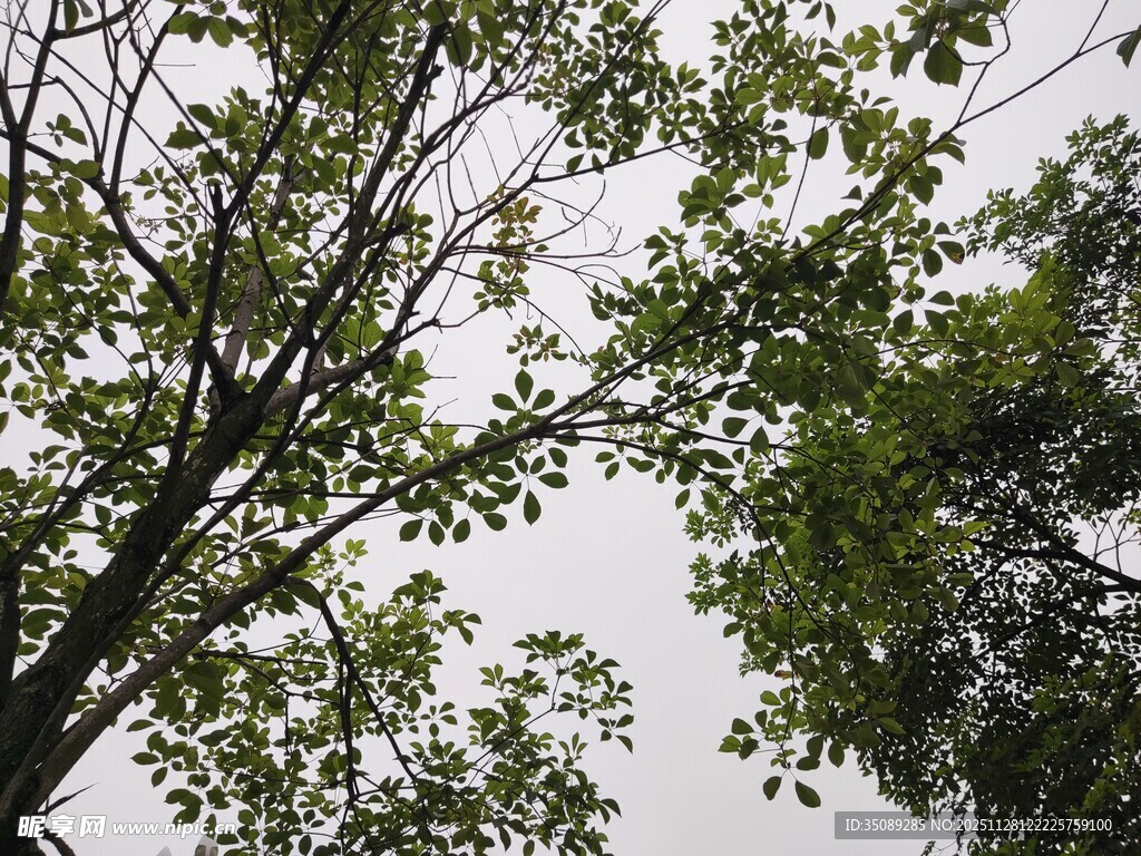 仰视茂密树林枝叶