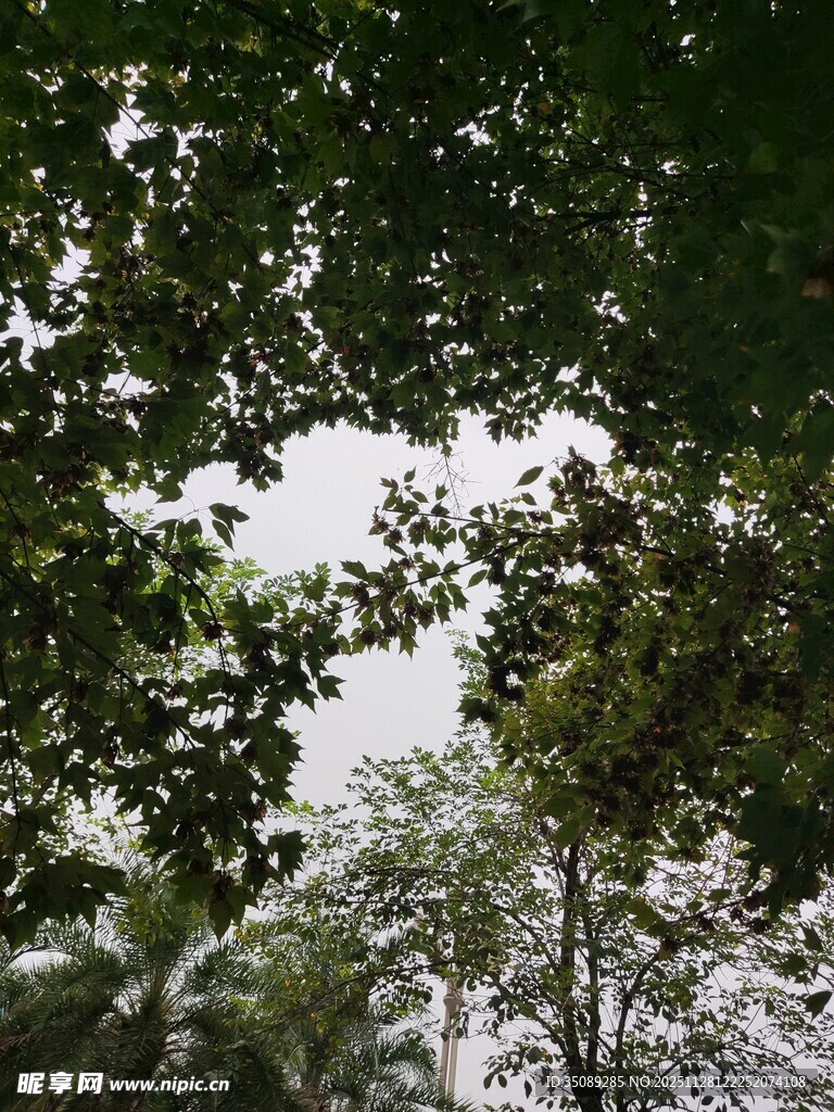 仰视茂密枝叶间的天空