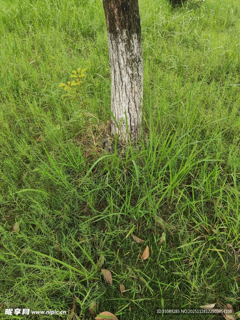 树下嫩绿草地景象