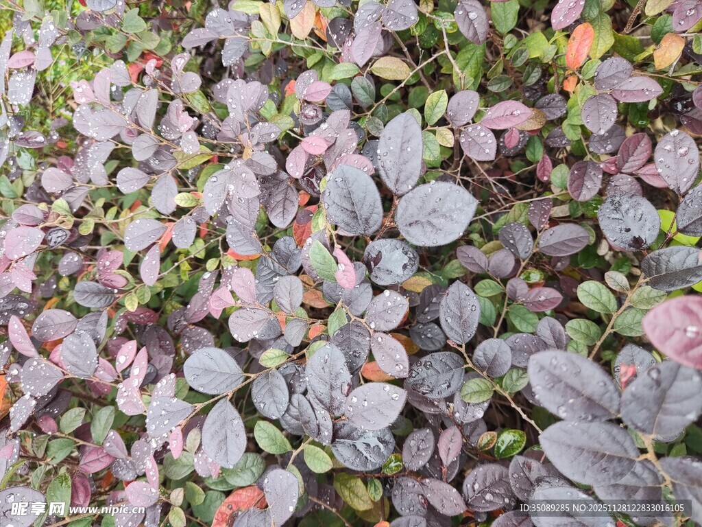 多彩叶片植物景观