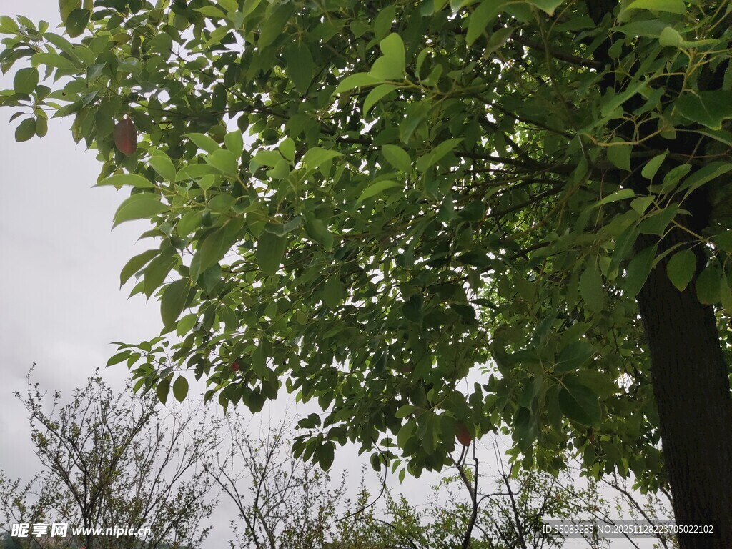 绿叶繁茂的树木