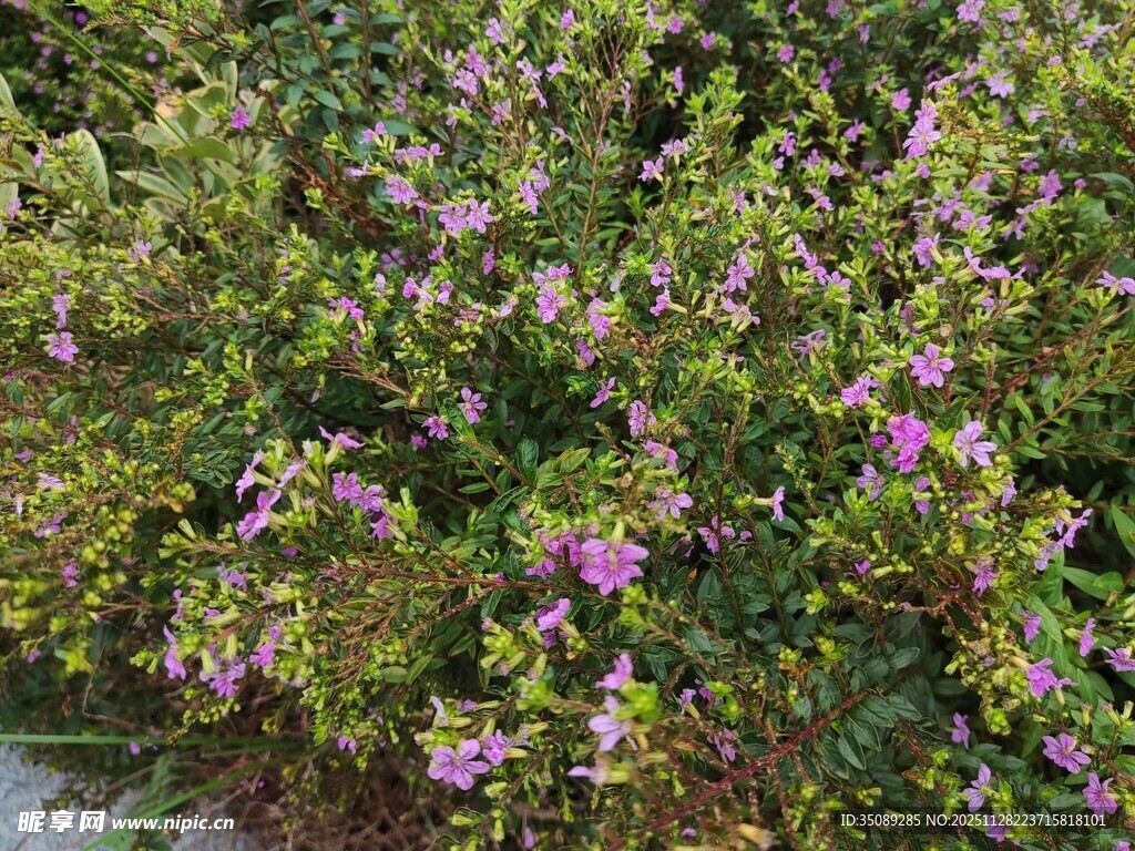 繁茂花丛中的紫色小花