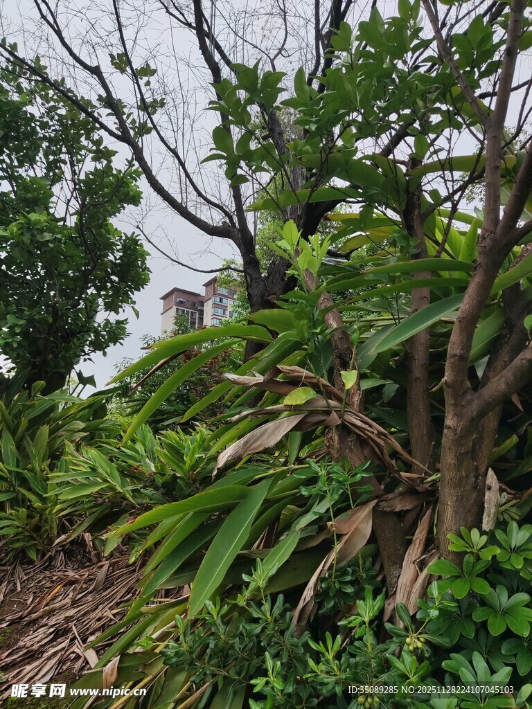 庭院绿植环绕的房屋一角